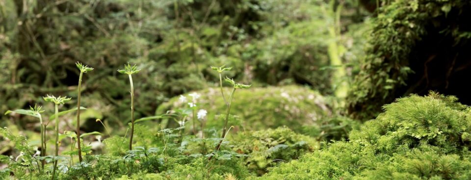 屋久島の森の写真