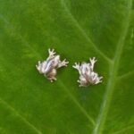 アマガエルのシルバーピアス