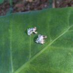 アマガエルのシルバーピアス