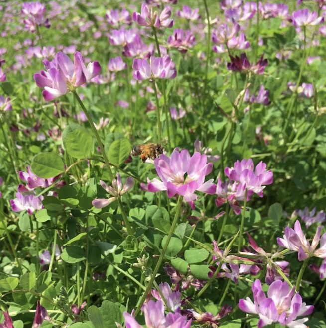 蓮華畑にミツバチ