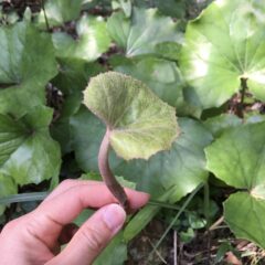 春の味。つわんことヨモギ