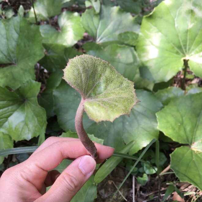 ツワブキの新芽
