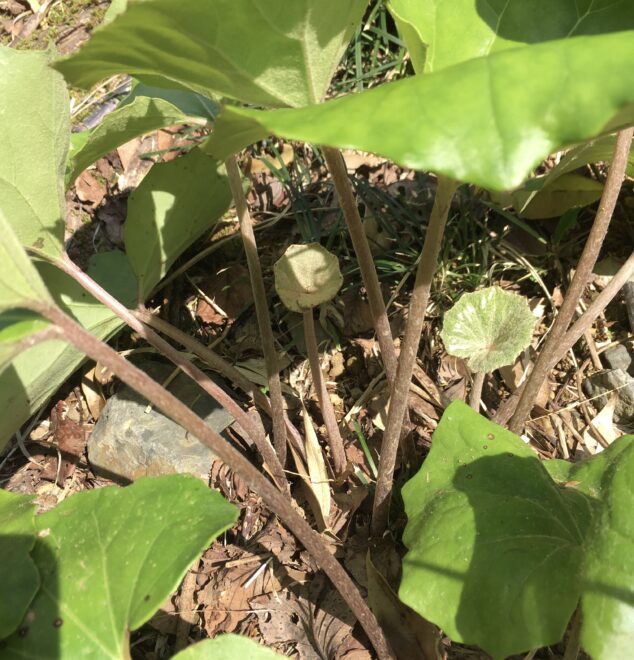 ツワブキの新芽