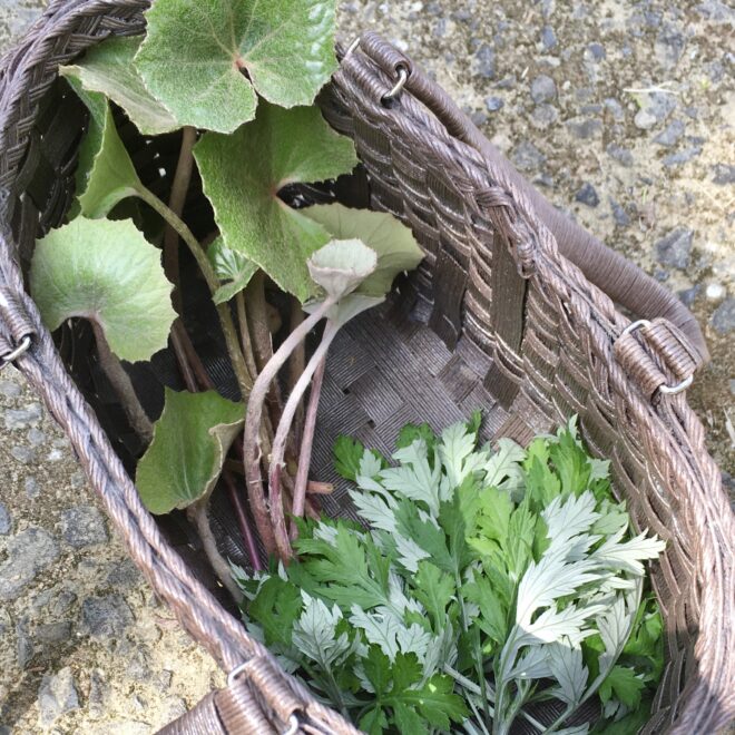 ツワブキの新芽とヨモギ