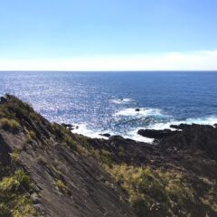 屋久島的 ホエールウォッチング