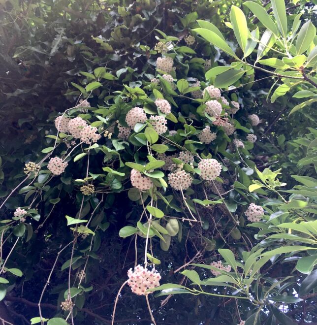 木の上から垂れ下がる桜蘭