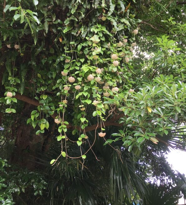 木の上から垂れ下がる桜蘭