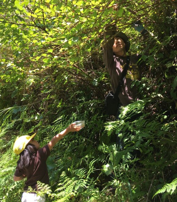 木苺摘みをする父と娘