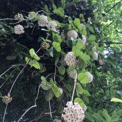 桜蘭（サクララン）