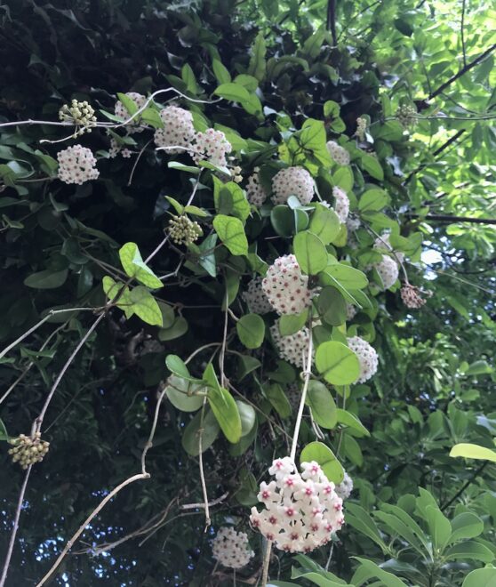 木の上から垂れ下がる桜蘭