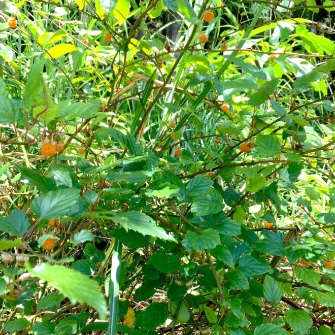 木苺が沢山なっている木