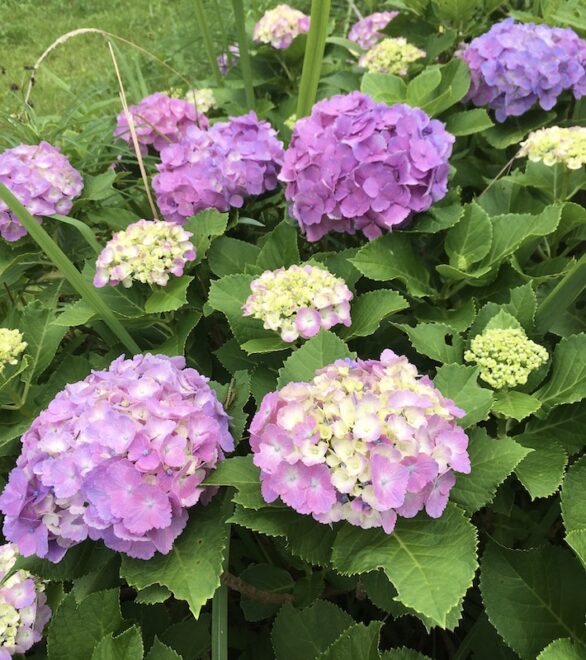 赤紫色の紫陽花