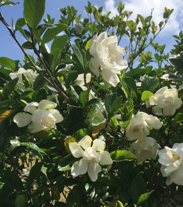 クチナシの花