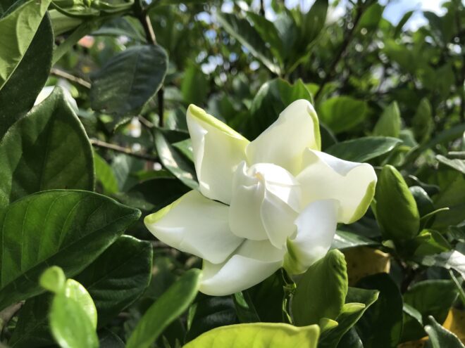 クチナシの花