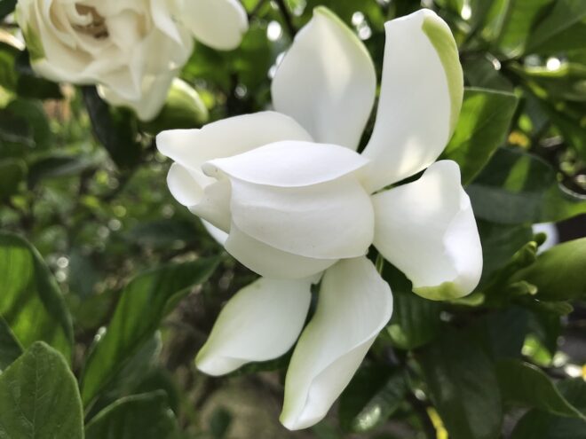クチナシの花