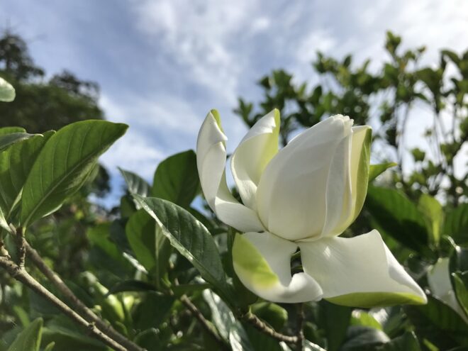 クチナシの花