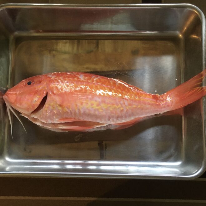 屋久島で「オトナ」と呼ばれる赤い魚