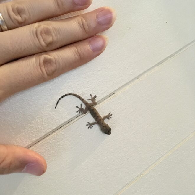 白い壁を這う赤ちゃんヤモリ