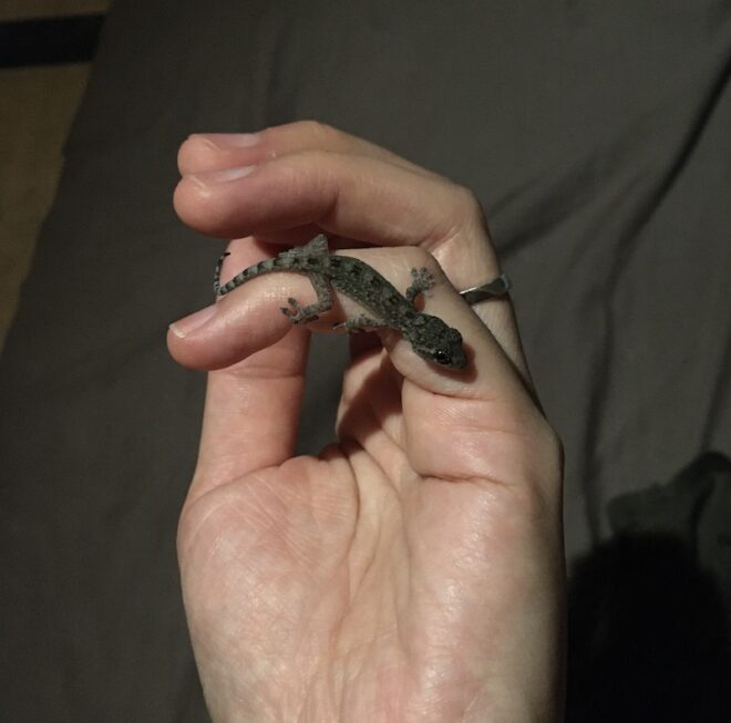 手に留るヤモリの赤ちゃん
