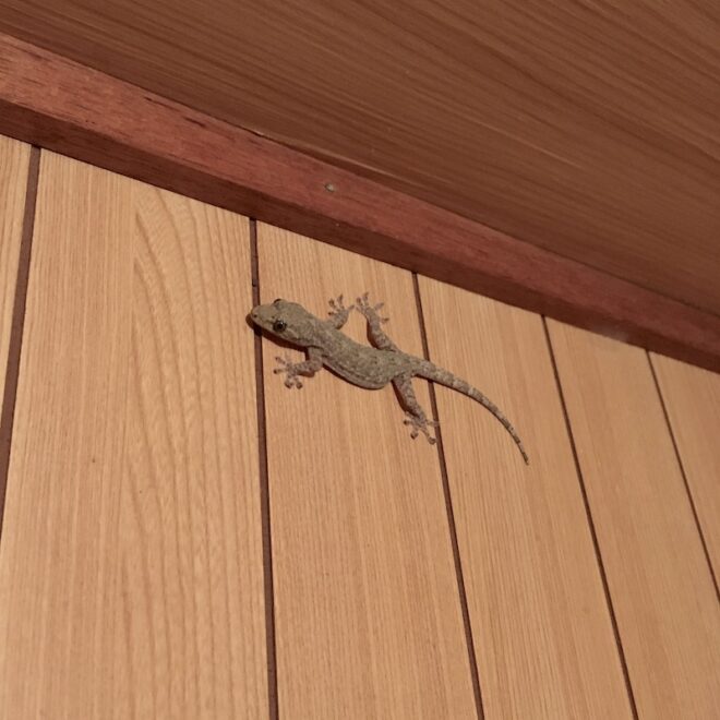 壁を這うヤモリ