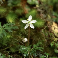 2021 年末年始休業のお知らせ