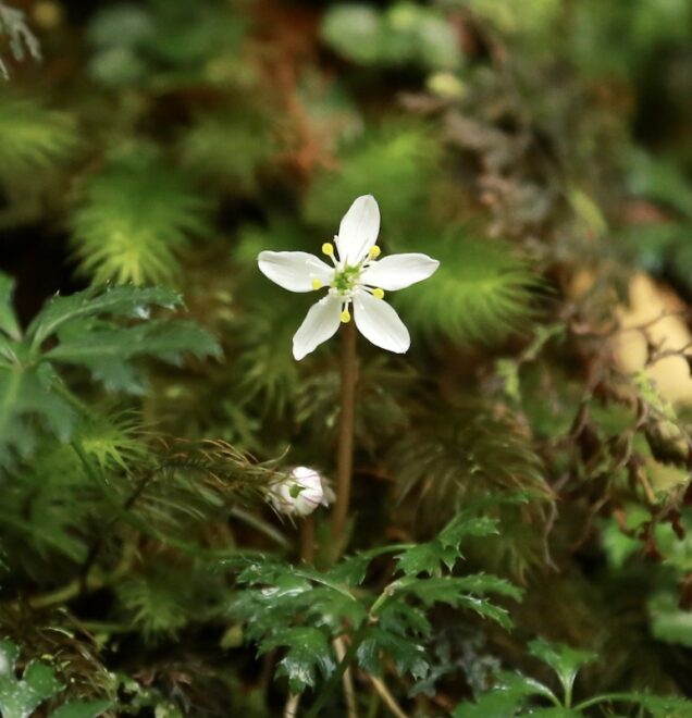オオゴカヨウオウレン／屋久島の森にて