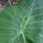 クワズイモの葉の上に雫型のシルバーネックレス