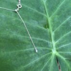 クワズイモの葉の上にシルバーネックレス