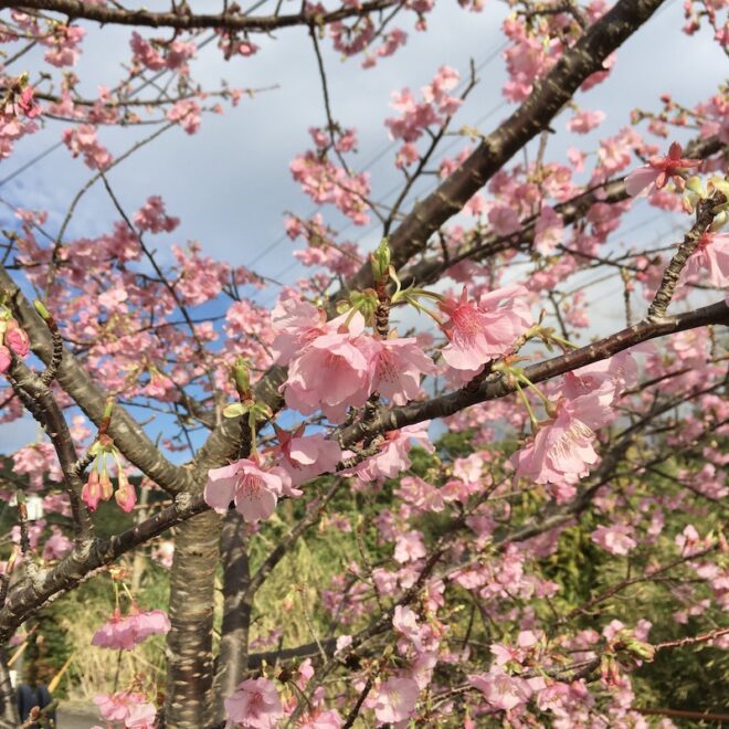 屋久島の緋寒桜