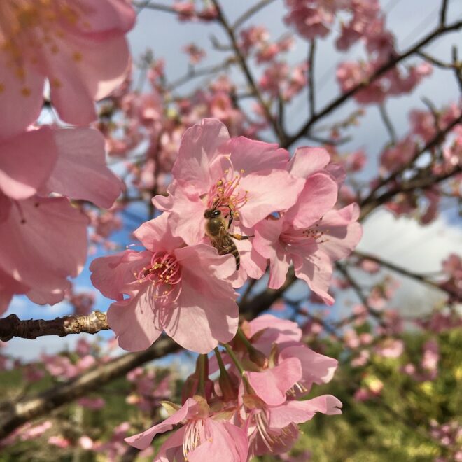 屋久島の緋寒桜
