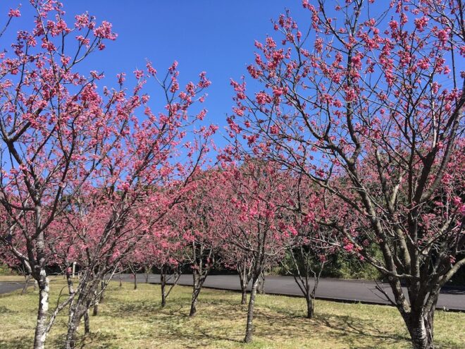 屋久島の緋寒桜