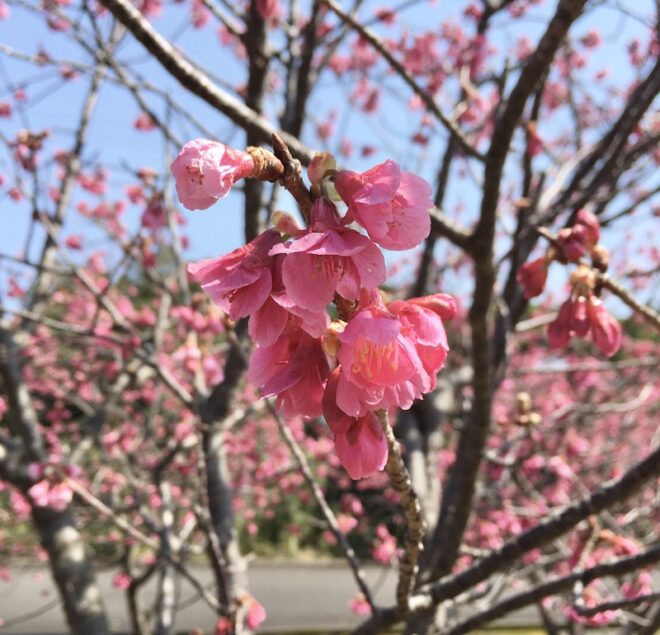 屋久島の緋寒桜