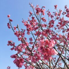 春の訪れ/ヒカンザクラ