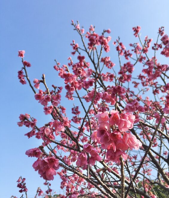 屋久島の緋寒桜