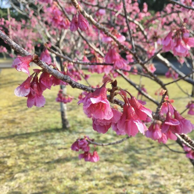 屋久島の緋寒桜