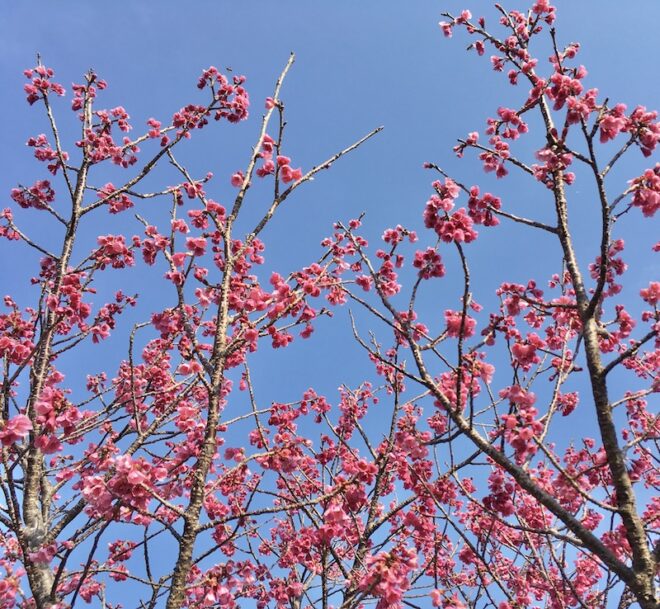 屋久島の緋寒桜