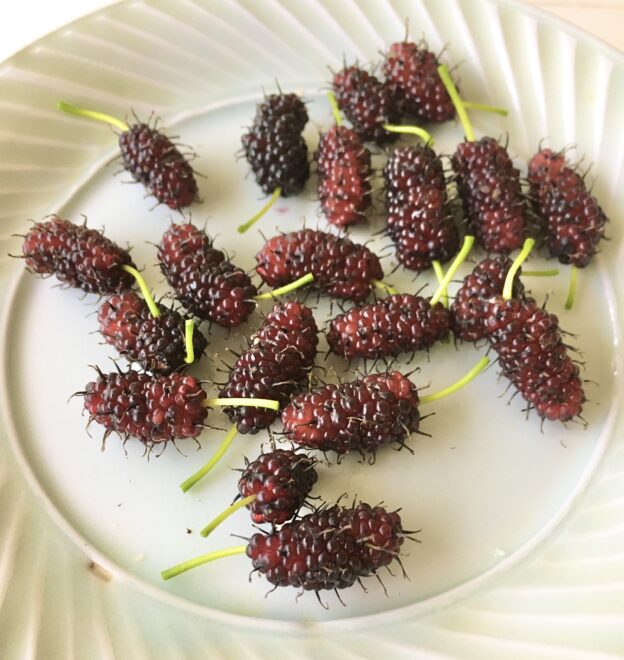 お皿に乗った桑の実