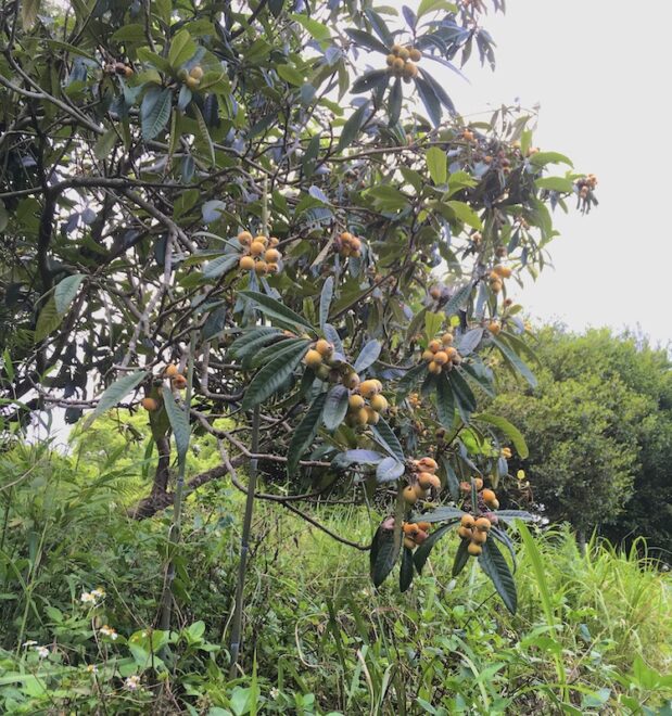 たわわな実をつけた枇杷の木