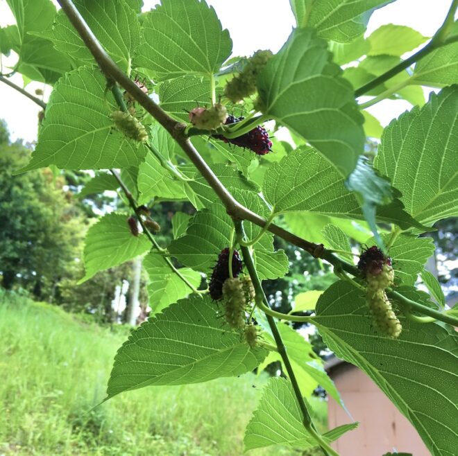 実をつけた桑の木