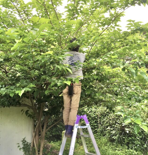 桑の実を採る男性