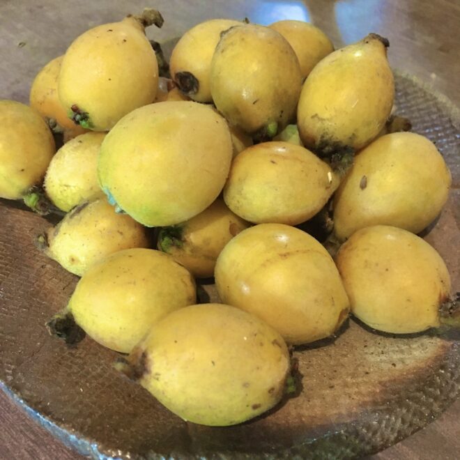 庭で採れた天然の枇杷の実