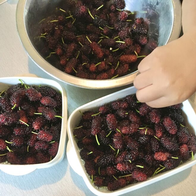 沢山の桑の実に伸びる子どもの手