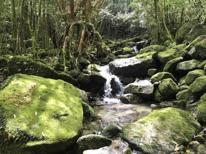 屋久島の森