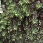 杉苔から雫が滴っている様子