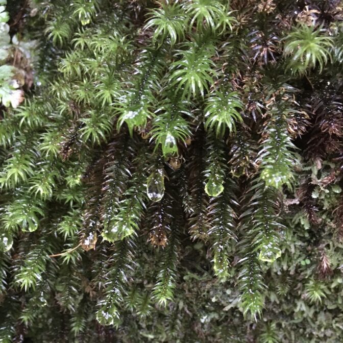 杉苔から雫が滴っている様子