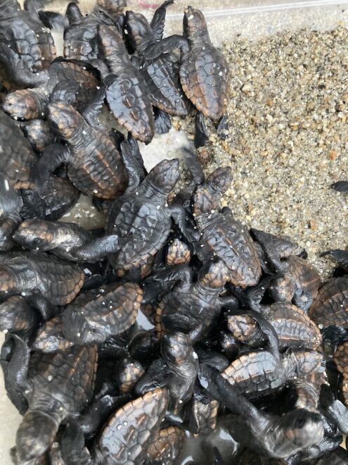 ウミガメの赤ちゃんたち