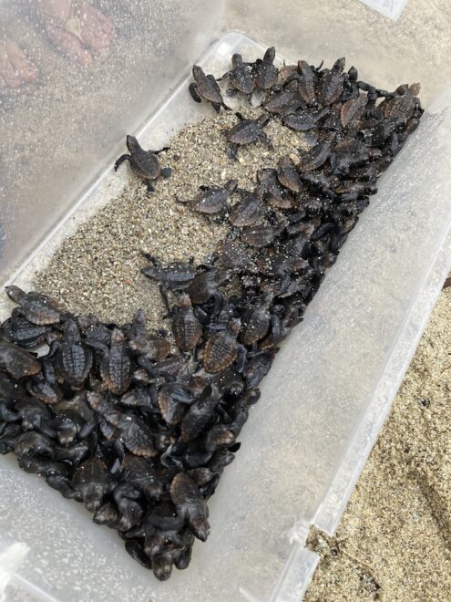 ウミガメの赤ちゃんたち