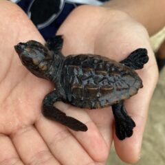 ウミガメの旅立ち