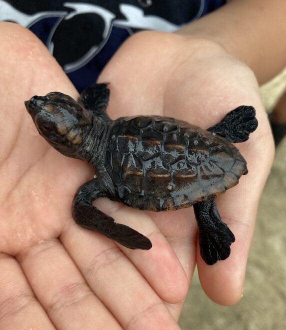 ウミガメの赤ちゃん