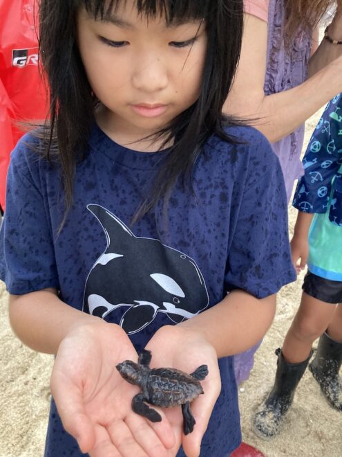 赤ちゃんウミガメを手に乗せた少女